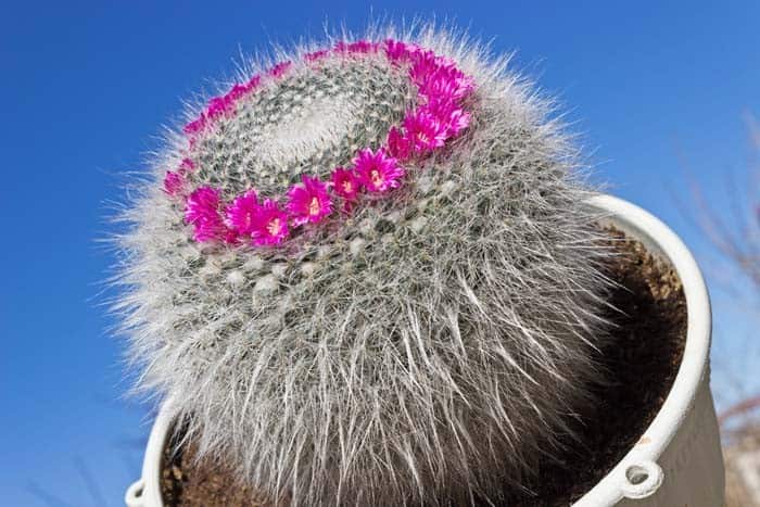 Old Lady Cactus