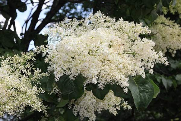 Japanese Lilac Spring Tree