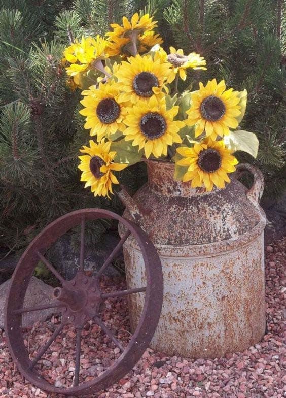 Sunflower Height Works In Vintage Milk Jug