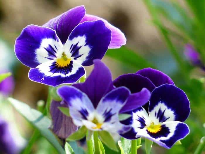 Violas