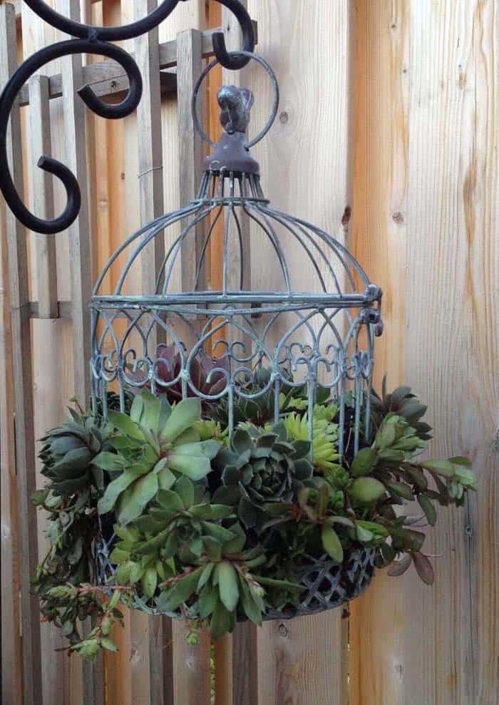 Use a Thrift Shop Birdcage as Hanging Succulent Planter