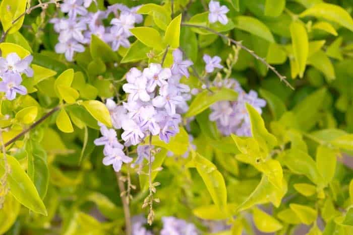 Flowering Duranta Fence