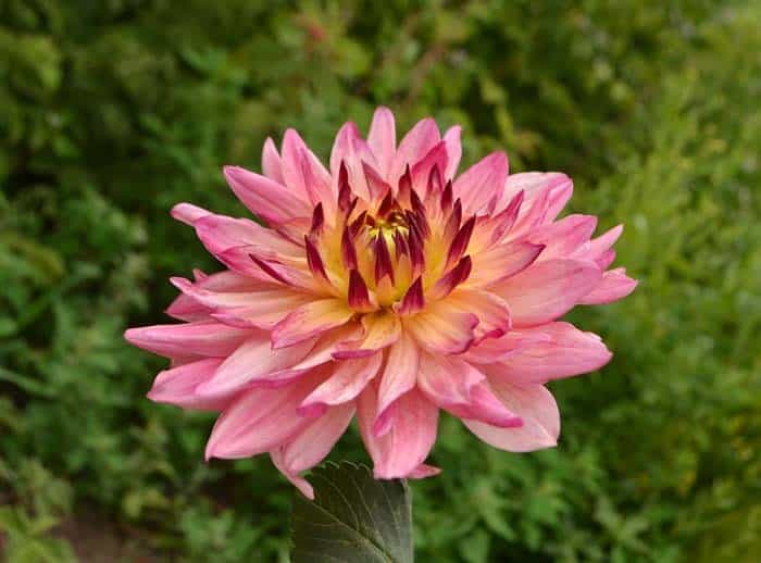 Dinner-plate Dahlia (Dahlia hybrids)