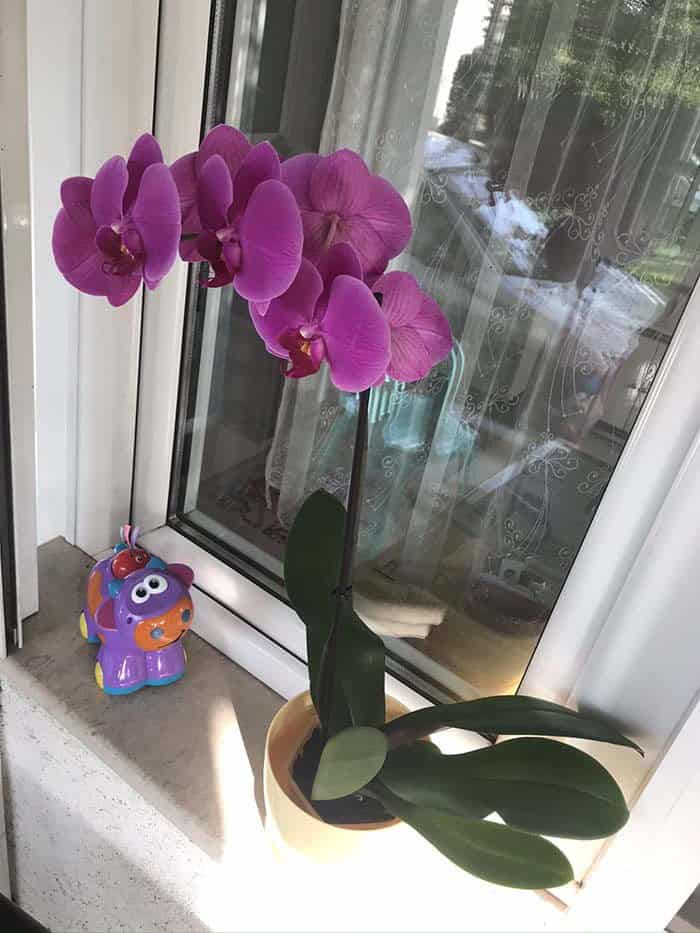 Keep Your Orchid Alive and Blooming