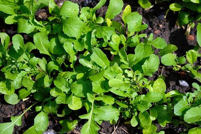 Arugula