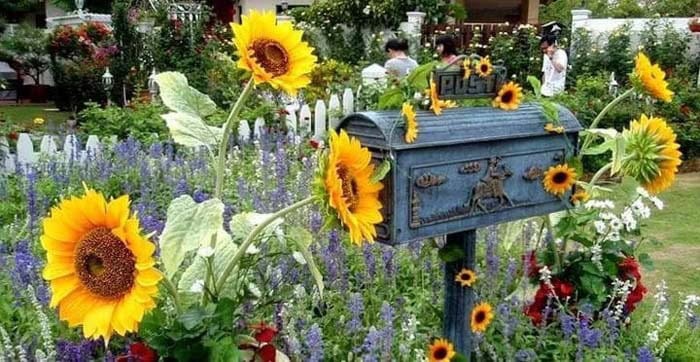 Charming Garden With Antique Mailbox