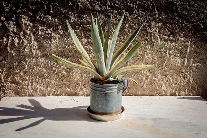 Agave