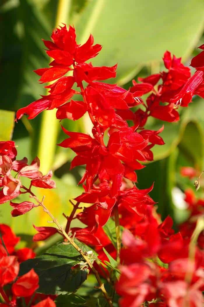 Red Salvia (Scarlet Sage)