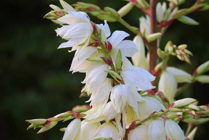 Yucca