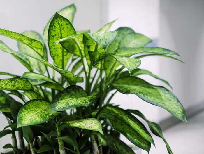 Dieffenbachia