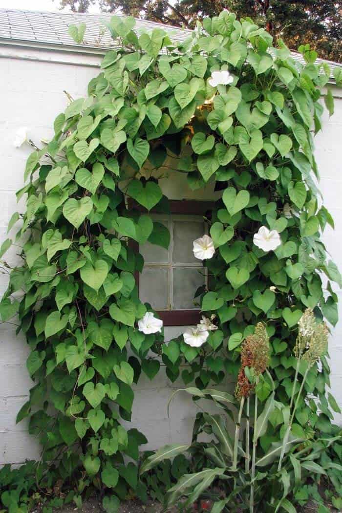 Create a Classic Façade with Creeping Plants