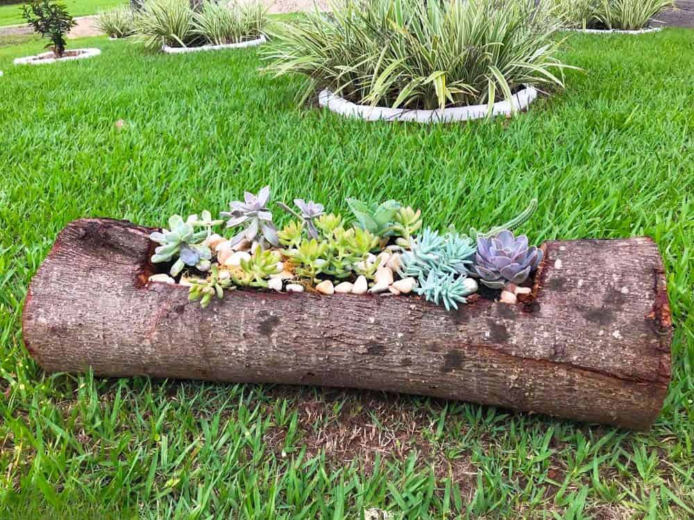 Log Succulent Planter