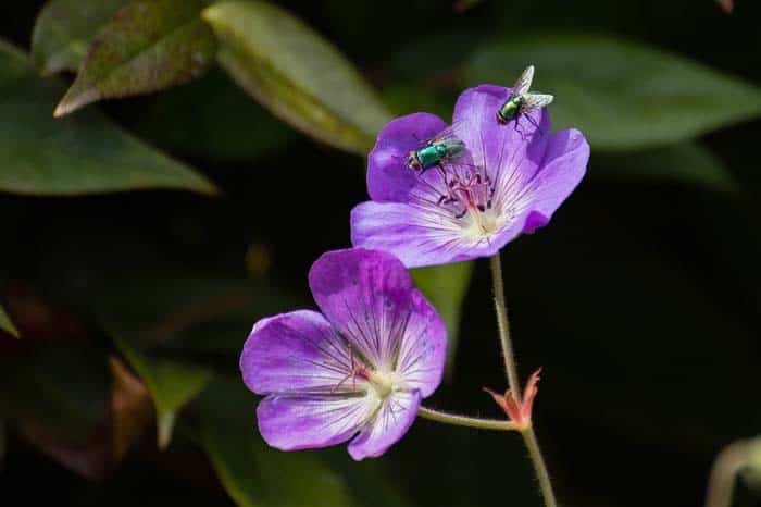 Geranium Rozanne