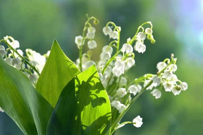 Lily of the Valley Shrub (also known as Japanese Pieris or Andromeda)