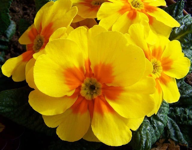 Yellow Primrose