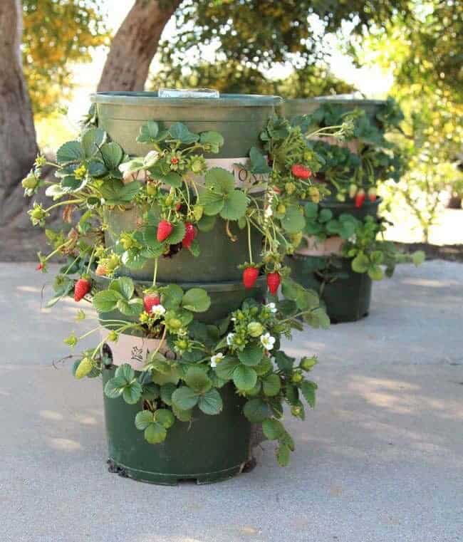 Grow Up With Stacked Strawberry Buckets