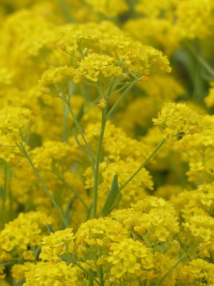 Yellow Alyssum (Stone Herb)