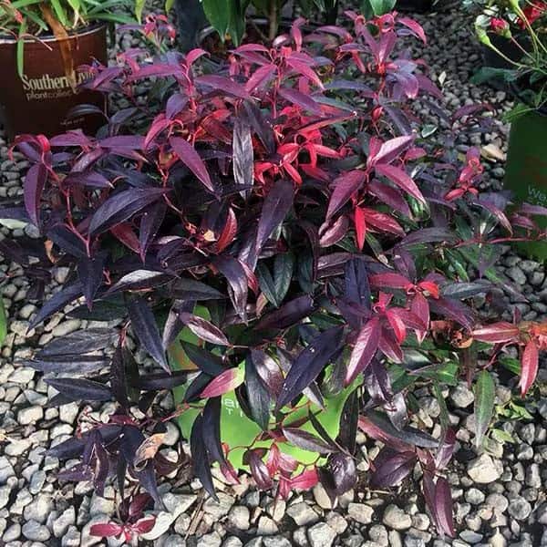 Dwarf Leucothoe