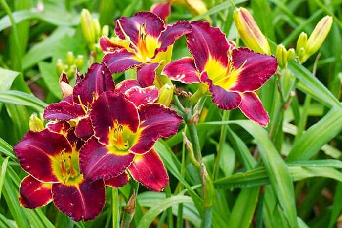 Tall Flowers, Ornamental Grasses