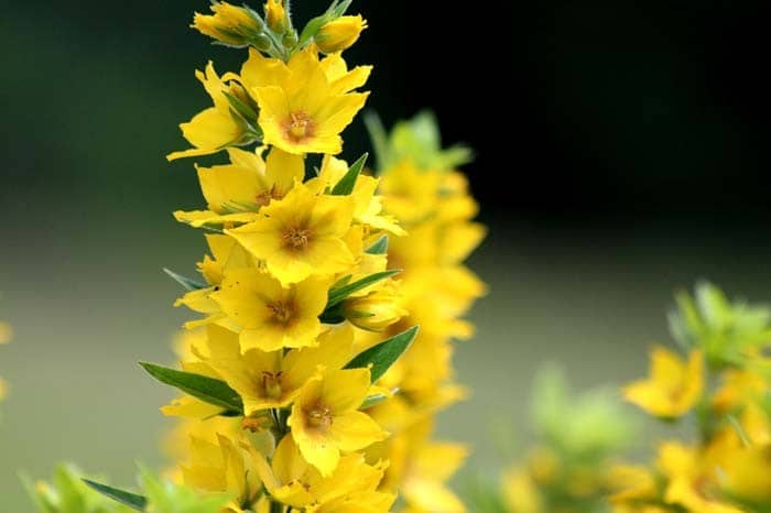 Lysimachia Flower Plant