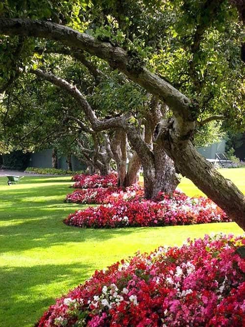 Turn Your Garden into a Colorful Oasis with Begonias