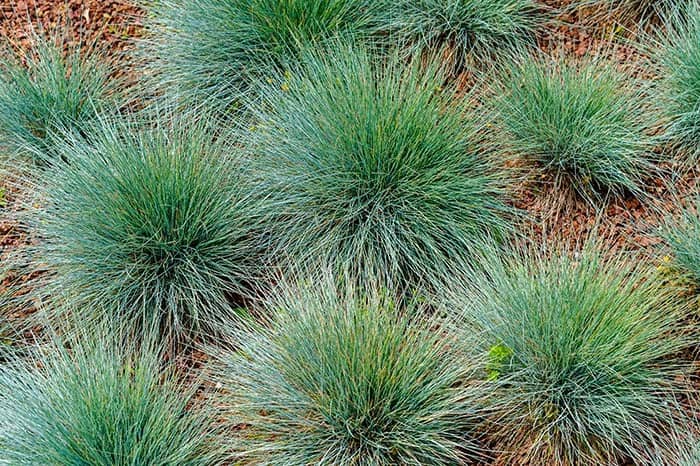 Small Flowers, Plants, Grasses