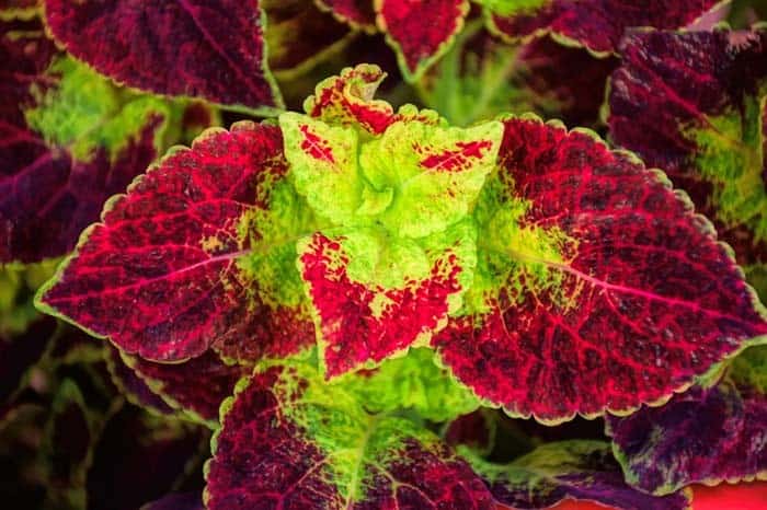 Coleus Flower Plant