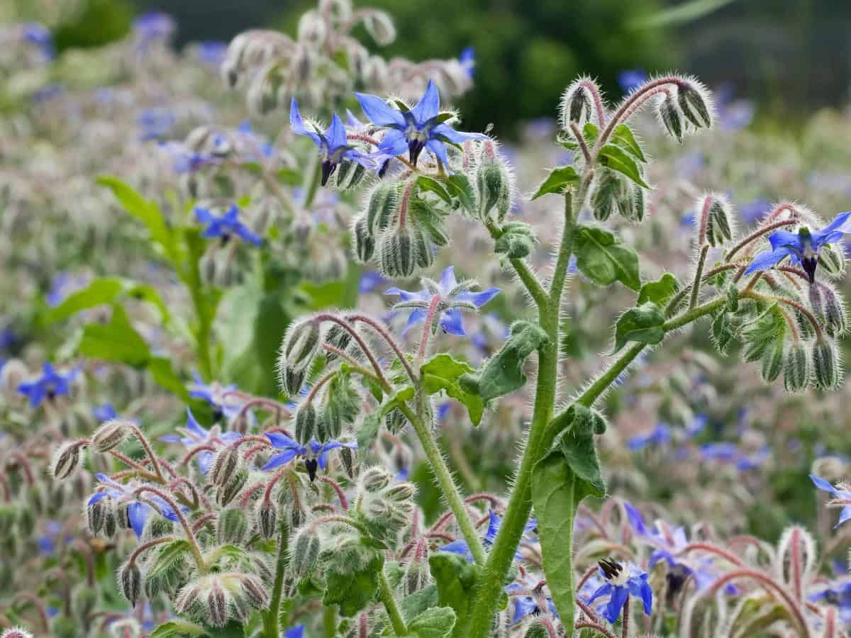 Borage