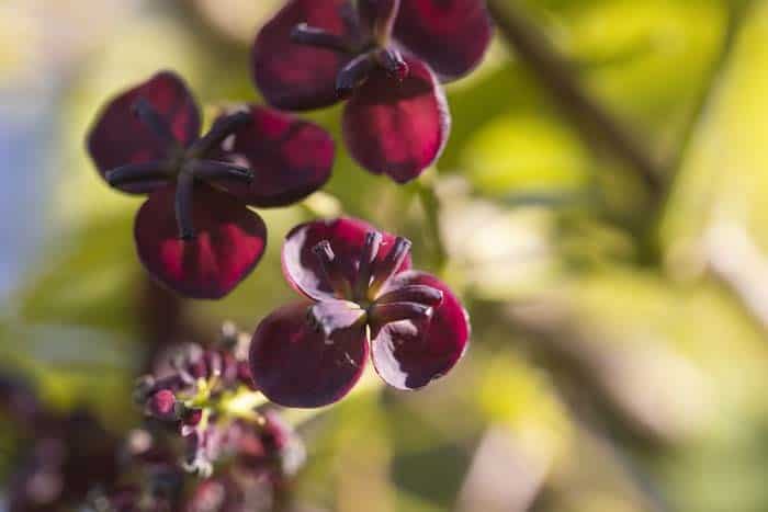 Hardy Fast Growing Chocolate Vine