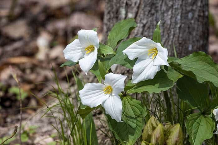 Wood Lily (Trillium grandiflorum)