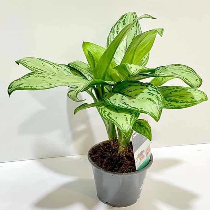 Aglaonema Maria Christina