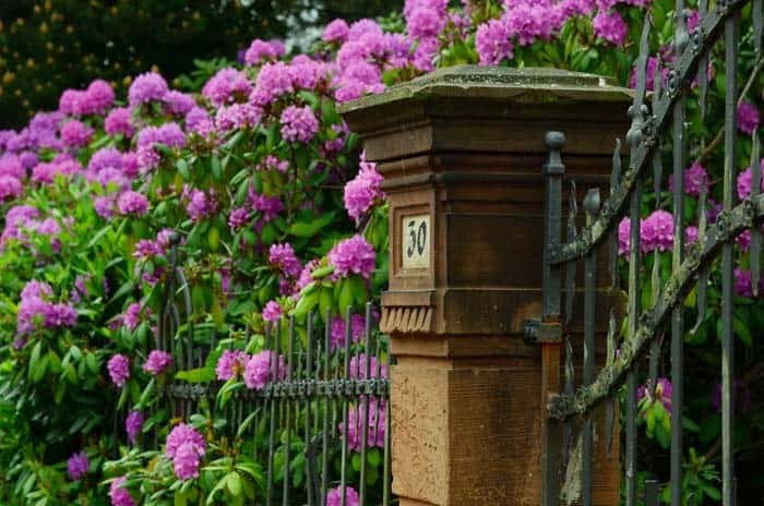 Fill In An Iron Fence With Azalea