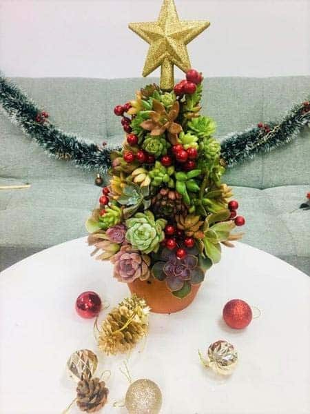 Add Warmth to a Home with a Decorative Succulent Tree