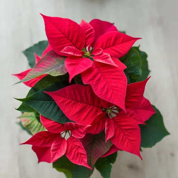 Seasonal Floral Poinsettias