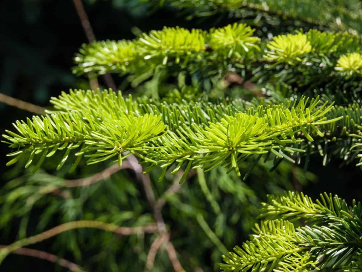 Canadian Hemlock