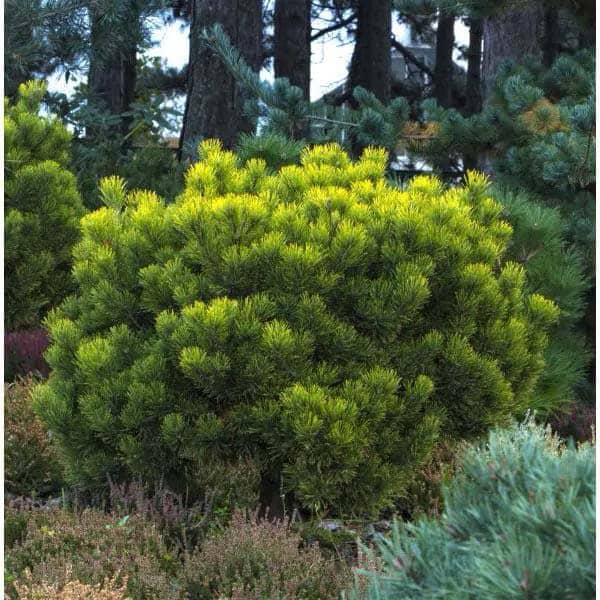 Mugo Pine