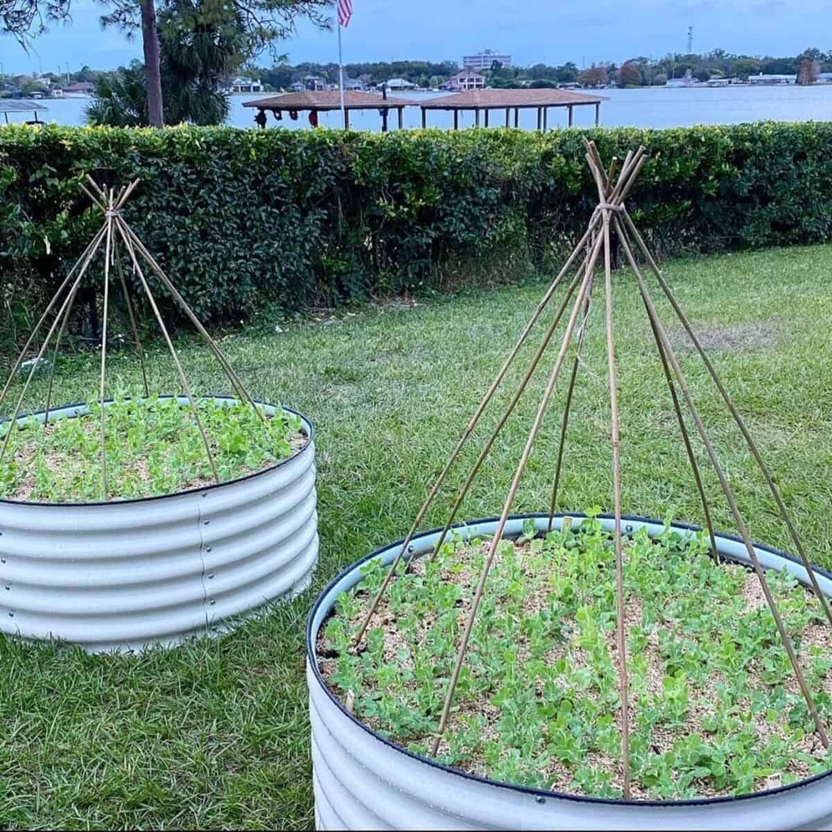 Teepee Trellis With Metal Rods