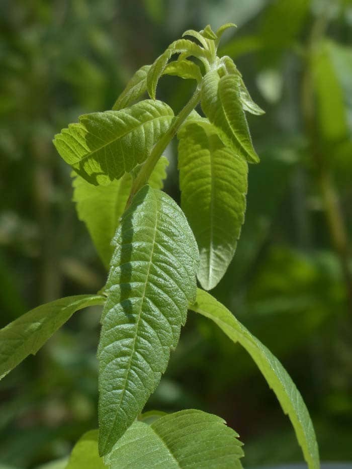 Lemon Verbena