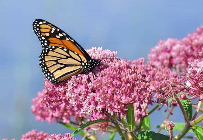 Swamp Milkweed