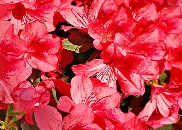 Stewartstonian Azalea (Rhododendron ‘Stewartstonian’)