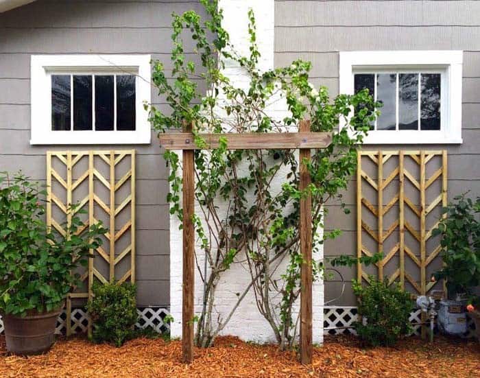 Unique Look with Chevron Lattices for Climbing Plants