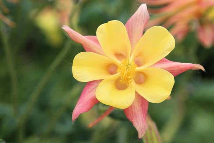 Columbine