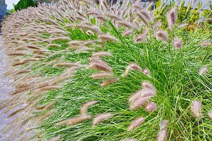 Tall Flowers, Ornamental Grasses