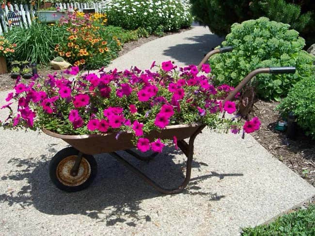 Petunias Make Old Wheelbarrow Look Beautiful