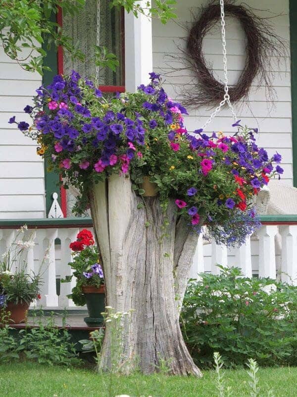 Tree Stump Reimagined as Flower Planter