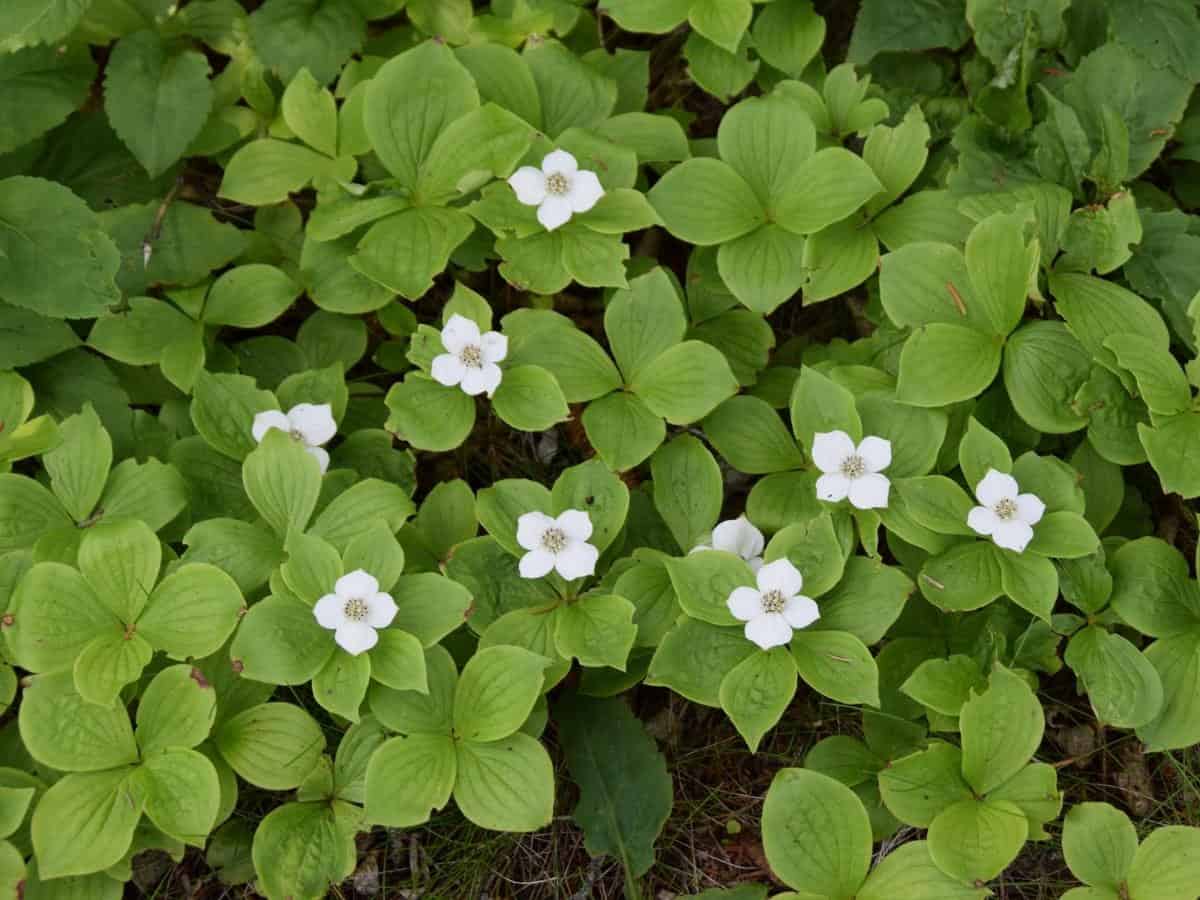 Canadian Bunchberry