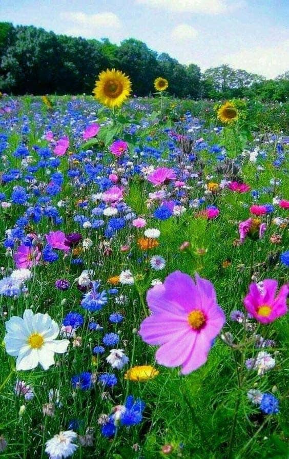 Let Sunflowers Grow In A Wildflower Field