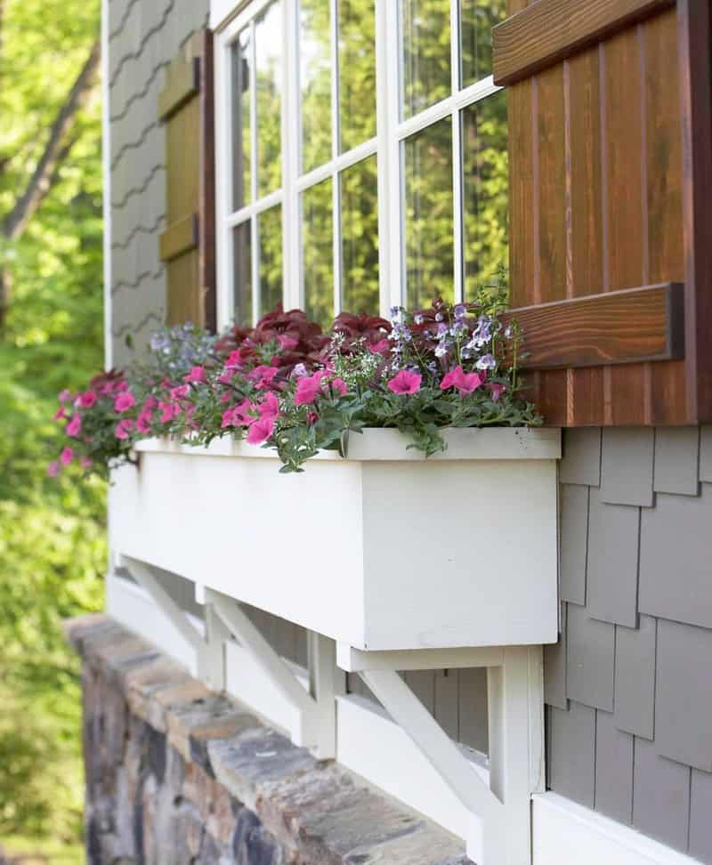 Petunia Window Box