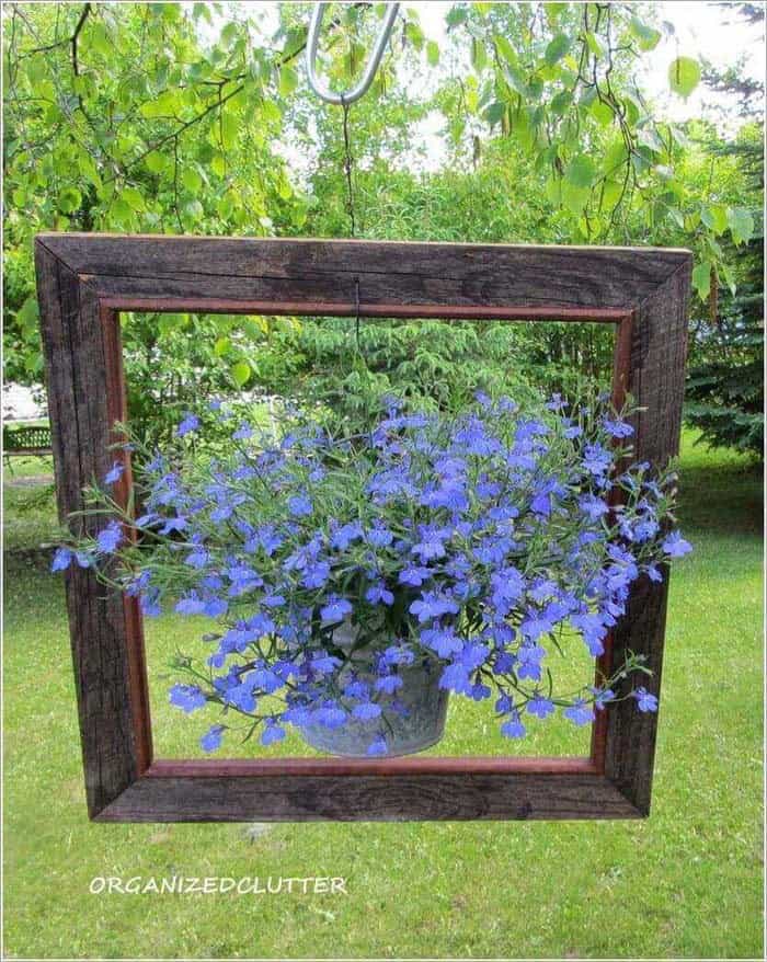 Utilize a Rustic Wooden Frame for Your Lobelia Planter