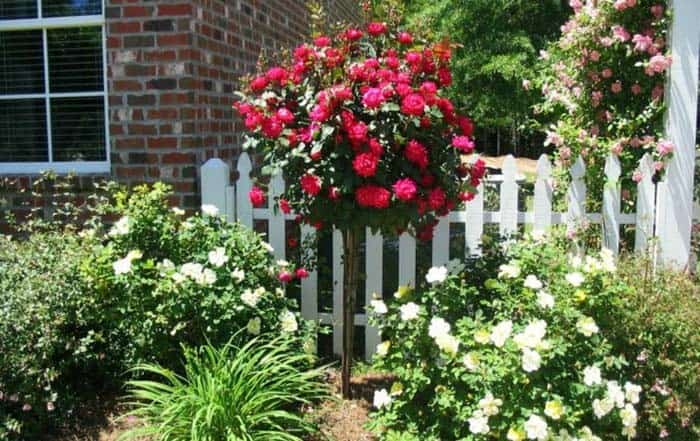 Brilliant Rose Topiary